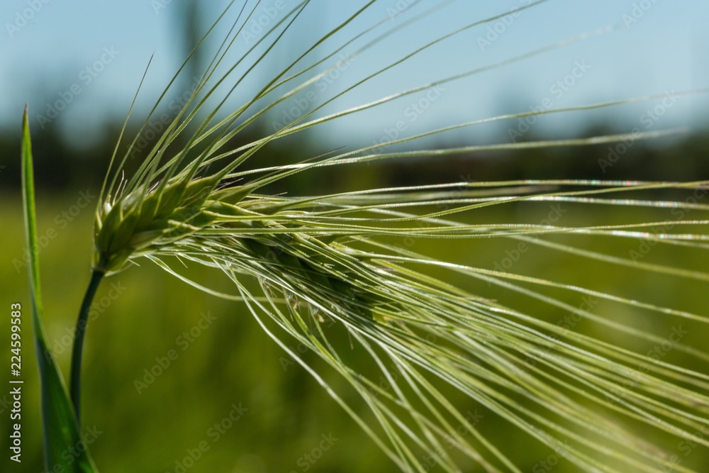 A Green Barley / Wheat Plant Against Green Field A Green Barley / Wheat Plant Against Green Field