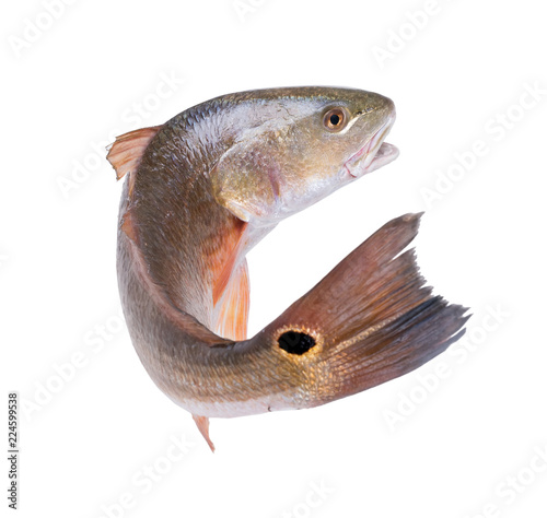 Red Drum (Sciaenops ocellatus).The fish jumps out. Isolated on white background