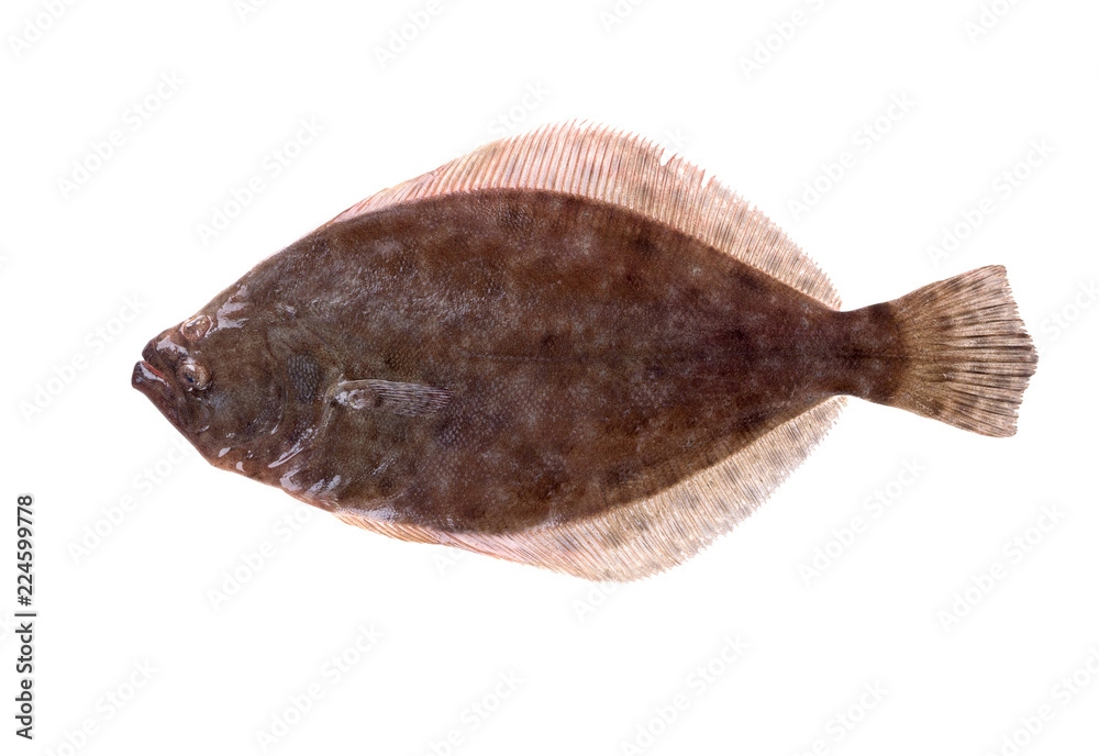 Fototapeta premium Southern Flounder (Paralichthys lethostigma). Left-eyed flounder, up side. Isolated on white background