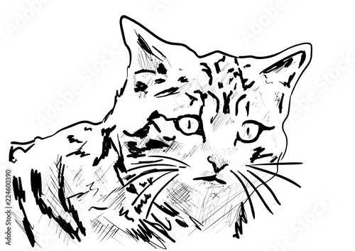 cat