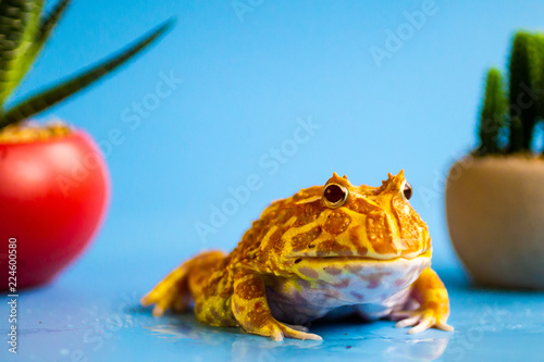 Foto Albino Pacman Frog on a Blue Background