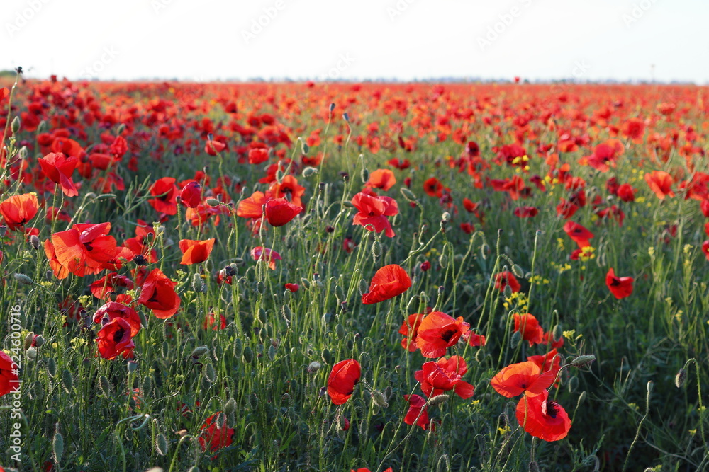 Obraz premium Poppies flowers on green field at backlight. Wild big fresh flower of poppy