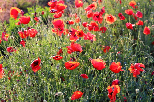Fototapeta Naklejka Na Ścianę i Meble -  Poppies flowers on green field background. Wild big fresh flower of poppy