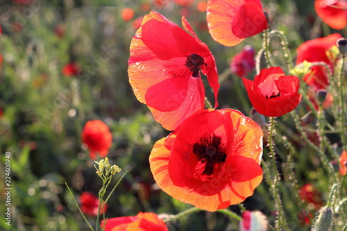 Fototapeta Naklejka Na Ścianę i Meble -  Poppies flowers on green field at backlight. Wild big fresh flower of poppy