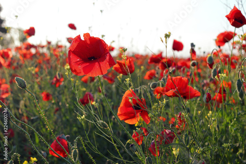 Fototapeta Naklejka Na Ścianę i Meble -  Poppies flowers on green field at backlight. Wild big fresh flower of poppy