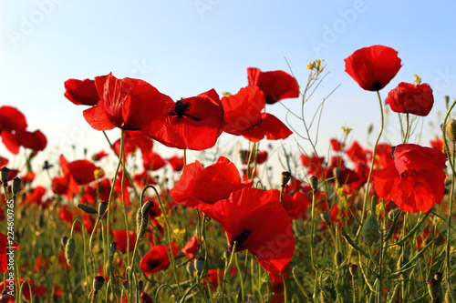 Poppies flowers on green field at backlight. Wild big fresh flower of poppy