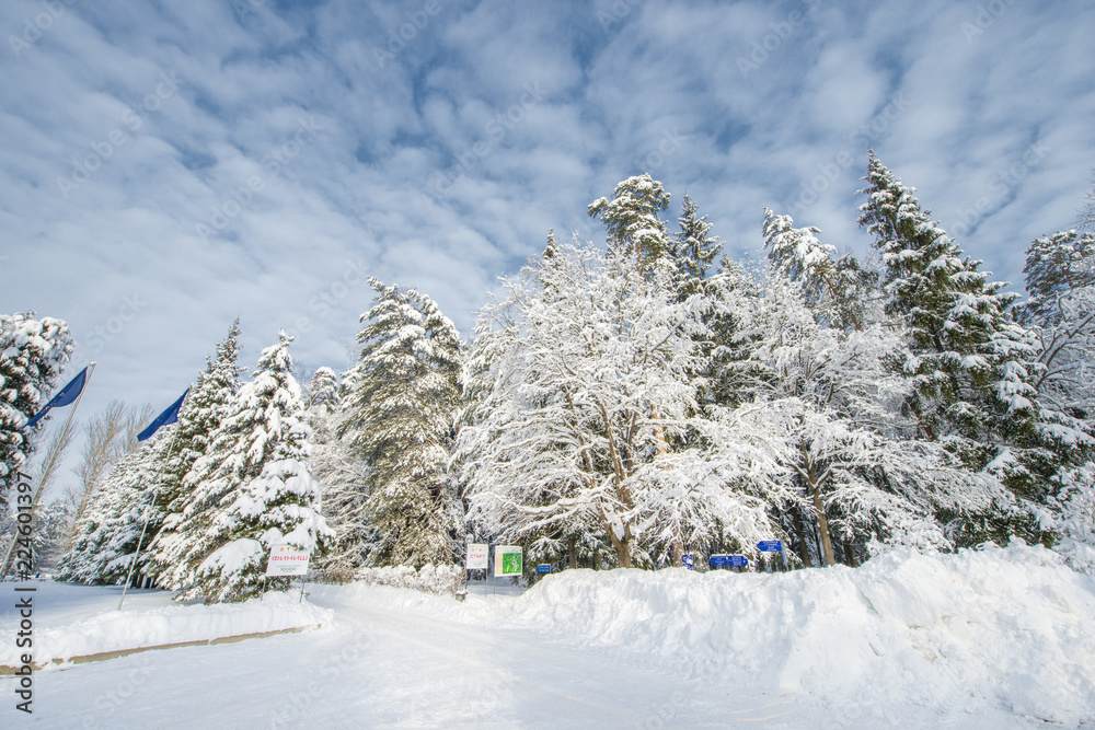 Fototapeta premium Snow-covered landscape with trees and blue sky, Russian winter.