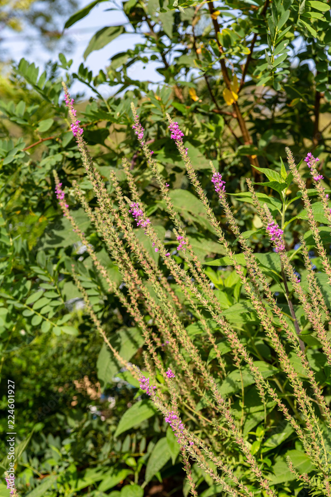 flower flower
