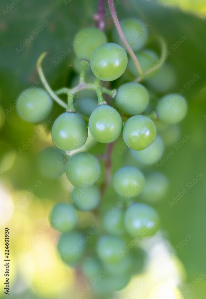 Green Grapes on Vine with Soft Focus Background Green Grapes on Vine with Soft Focus Background