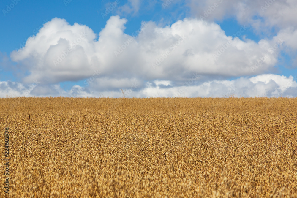 Fototapeta premium Camino de Santiago (Spain) - Walking along the way of St.James, in the spanish meseta