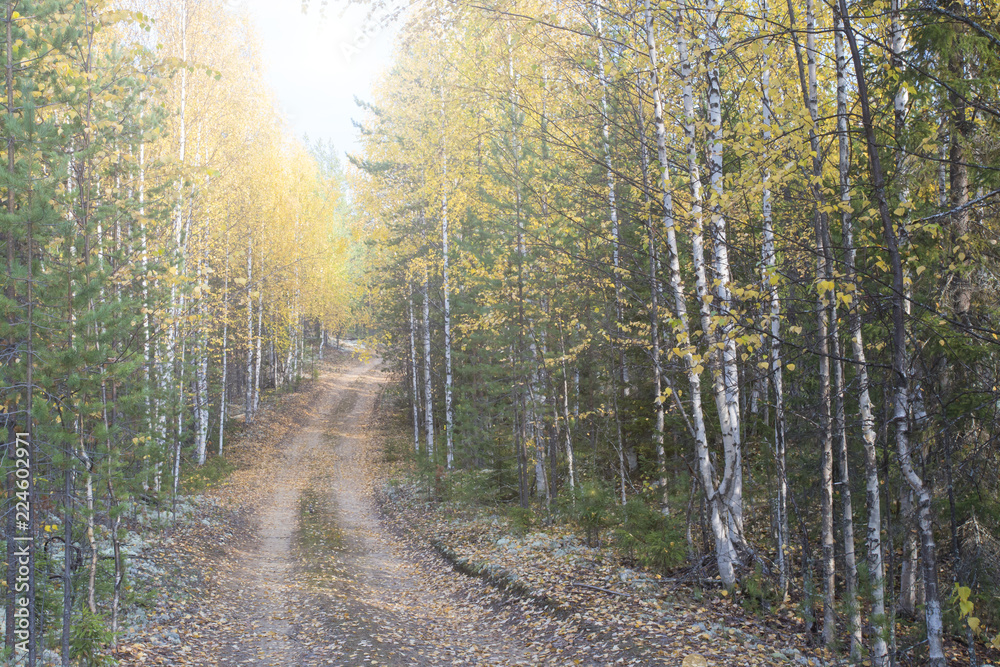 Fototapeta premium Beautiful autumn landscape