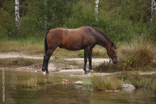 Pferd am See