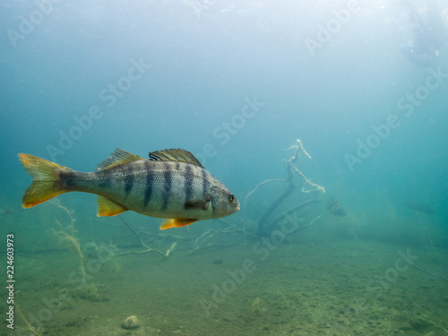Big perch in clear water © Mps197