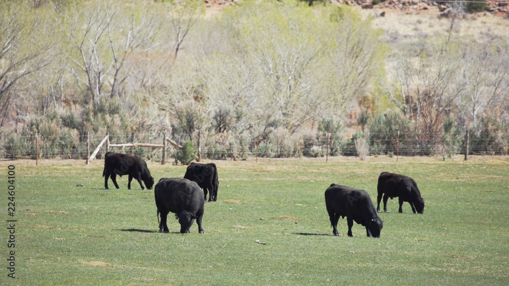 Free range livestock cows eating grass in meadow Free range livestock cows eating grass in meadow
