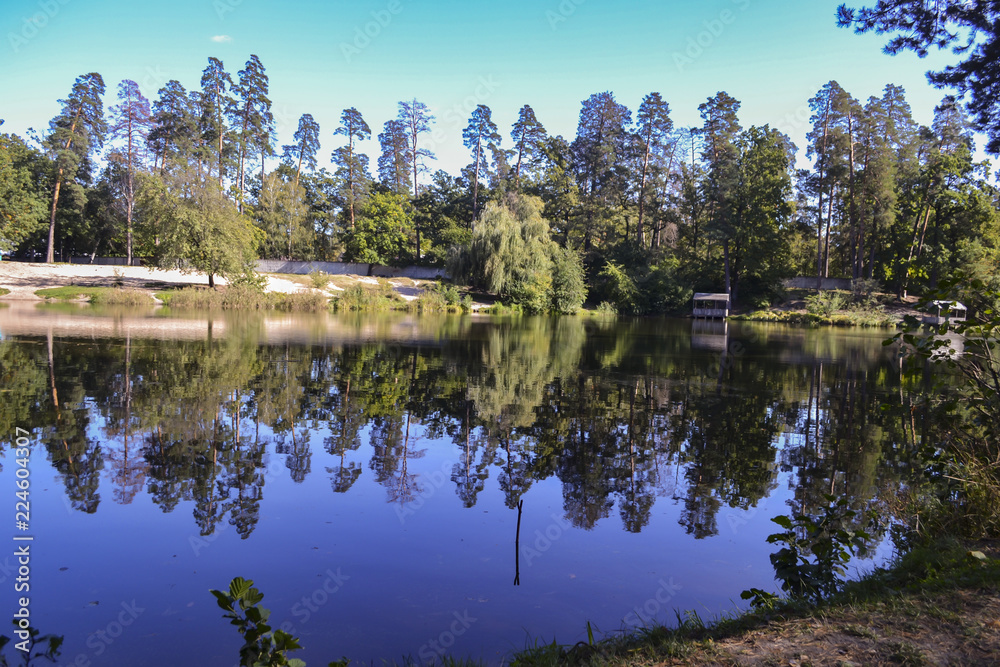 Obraz premium The forest landscape at autumn. The peaceful place in the forest.