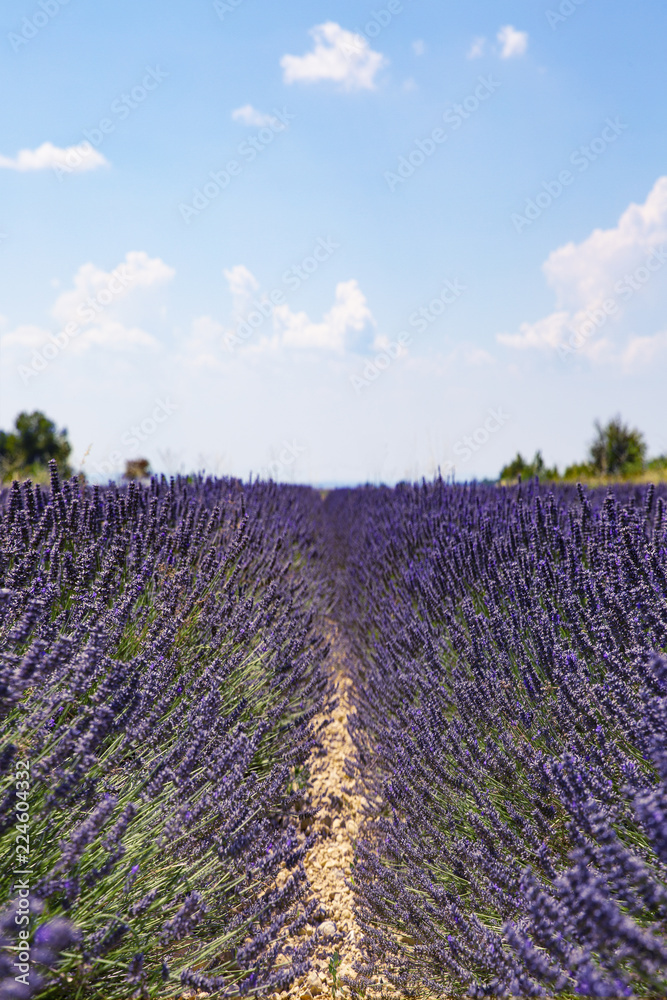 Obraz premium Lavender field. Harvesting. Beautiful sky. Against the backdrop of mountains and clouds. French Provence. Surroundings of Valansol. Map. Toned.