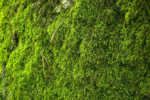 Natural moss texture. Green moss background.
