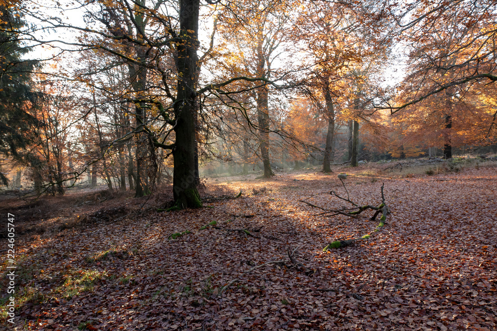 Herbstwald im Sonnenschein