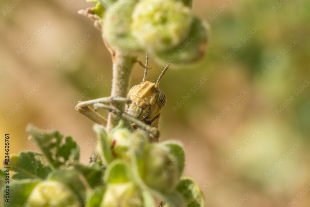 Fototapeta premium Green Grasshopper Hiding Behind grass in a bush. Horizontal. Shallow depth of field. Front View. space for text