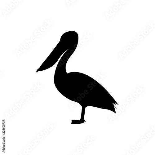 pelican vector silhouette photo