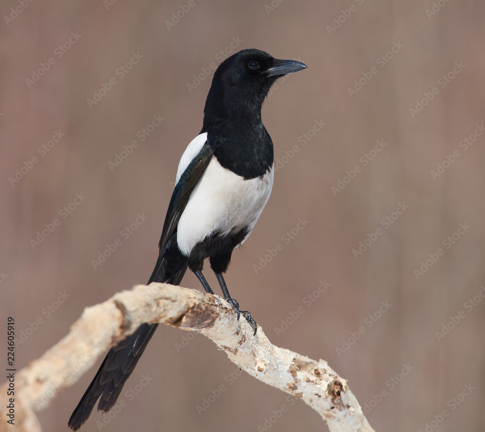 Eurasian magpie sits on a branch: a portrait in the rays of the morning sun. Eurasian magpie sits on a branch: a portrait in the rays of the morning sun.