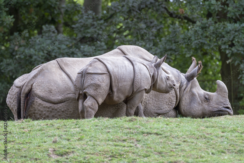 Fototapeta premium Rhino Mother And Baby Portrait