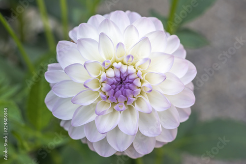 Fototapeta Naklejka Na Ścianę i Meble -  Dahlia
