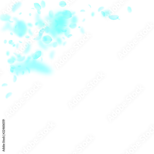 Turquoise flower petals falling down. Resplendent romantic flowers corner. Flying petal on white squ