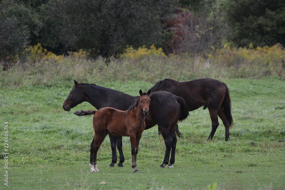 Horses in field