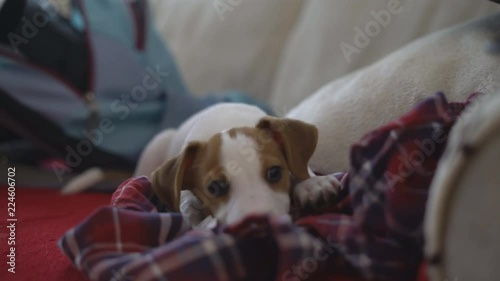 a small puppy Jack rassyl terrier lies on the couch and falls asleep. the dog looks at the camera and blinks slowly. 4K photo