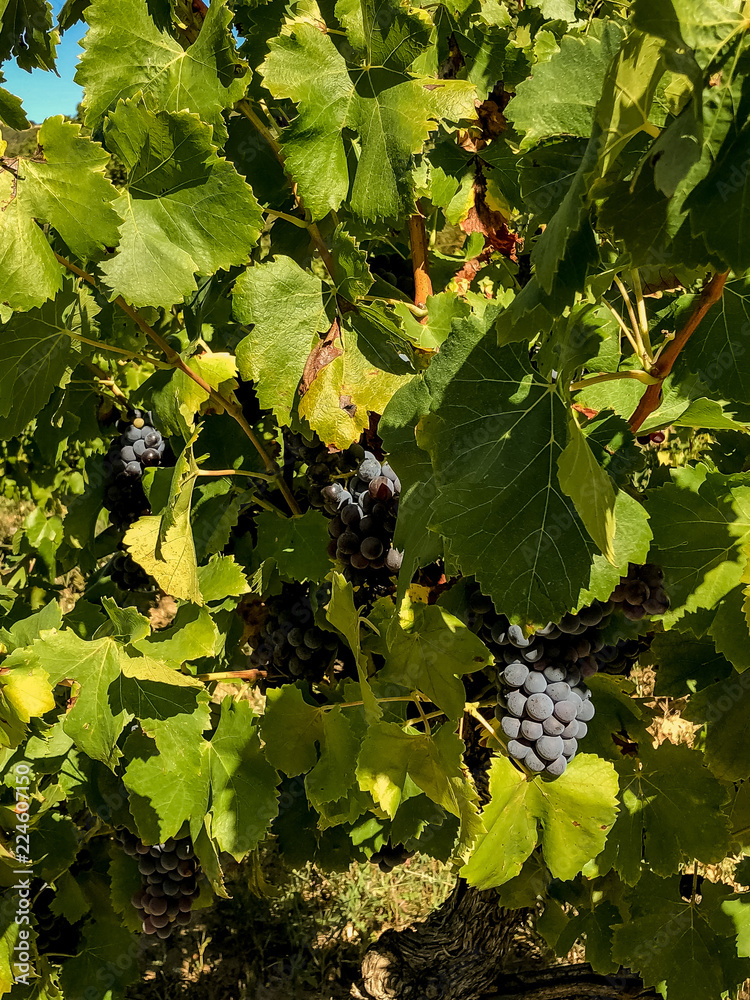 Close view of black grape bunches on vines in Provencal vineyard