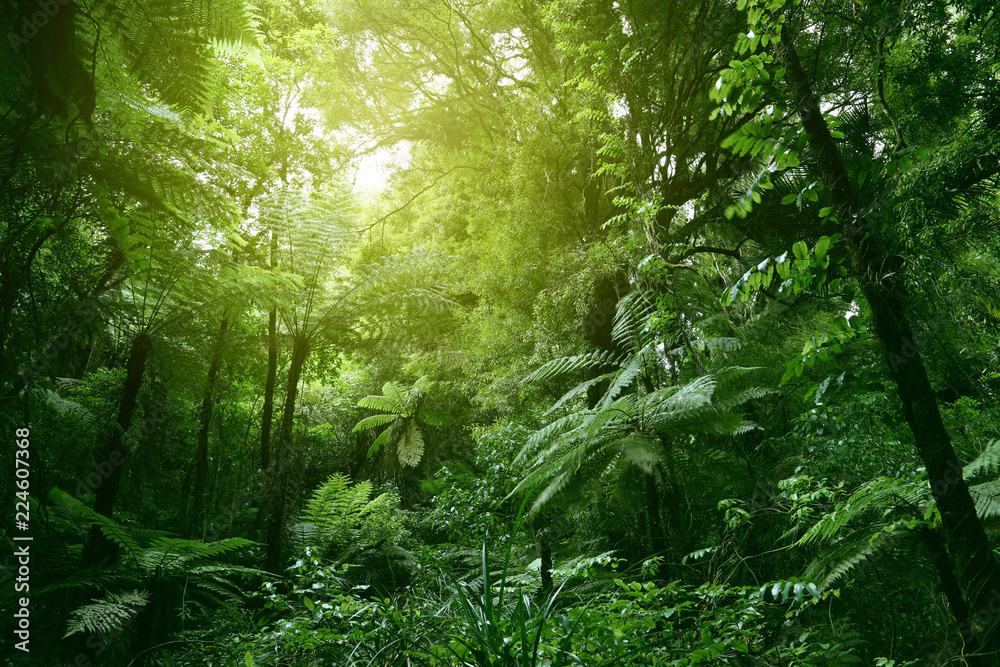 Obraz premium Baldachim dżungli