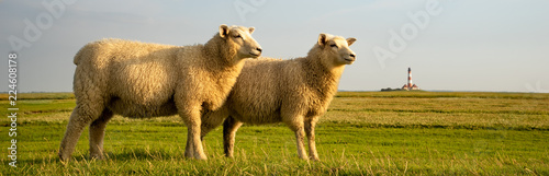 Friesische Idylle - zwei Schafe nebeneinander mit Leuchtturm im Hintergrund