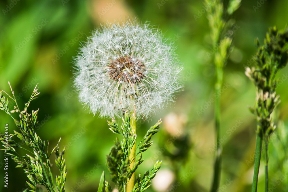 Fototapeta premium White dandelion in foliage is macro