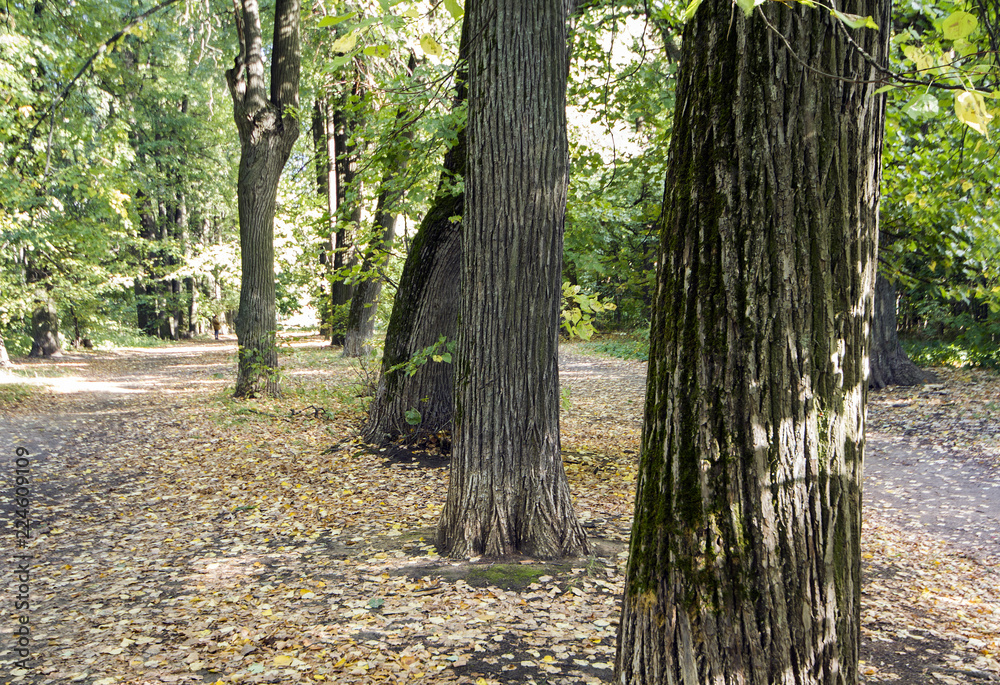 Obraz premium path in the forest