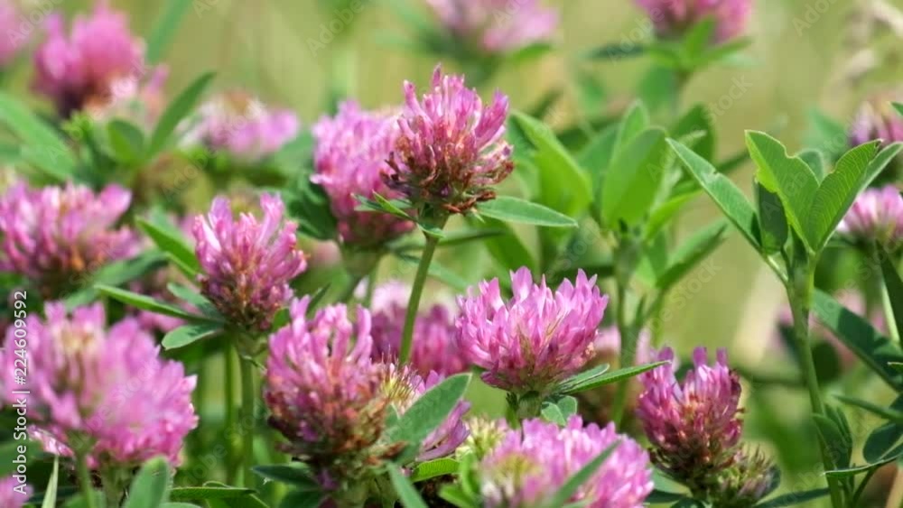 Purple flowers of red clover close-up (Trifolium pratense) Purple flowers of red clover close-up (Trifolium pratense)