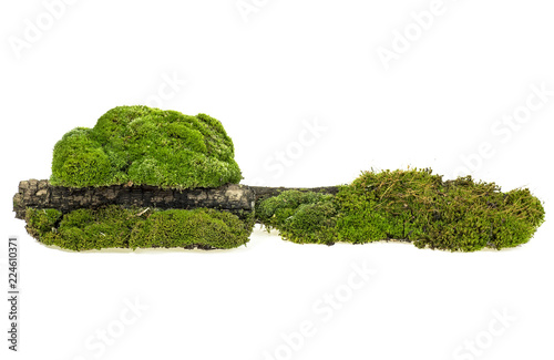 Green moss and rotten branch isolated on white background