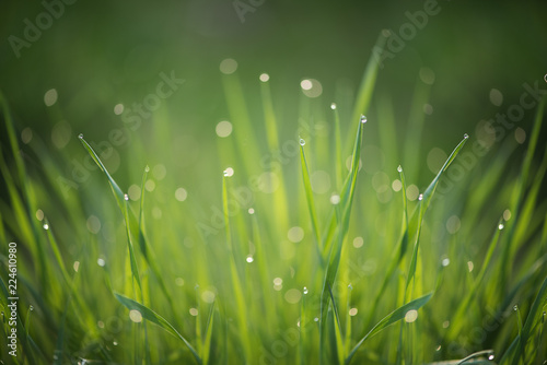 green fresh grass with morning dew waterdropplets filled frame background