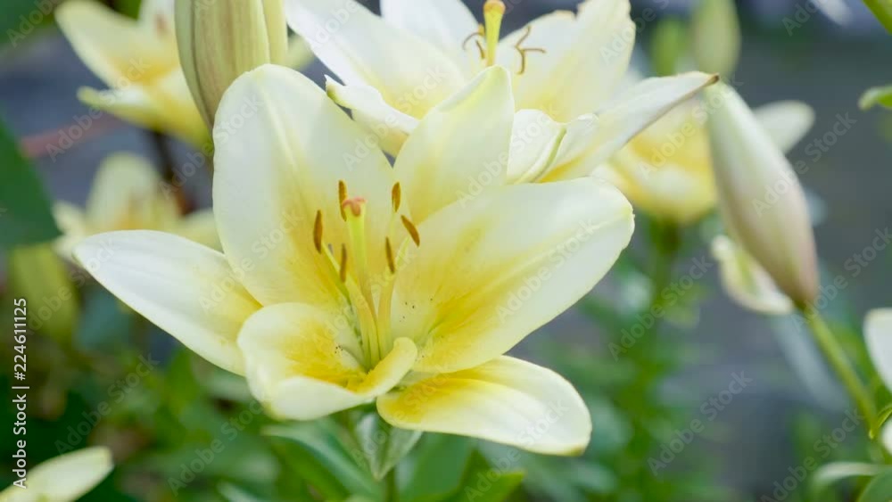 Close-up of yellow lily flowers growing in the garden. Close-up of yellow lily flowers growing in the garden.
