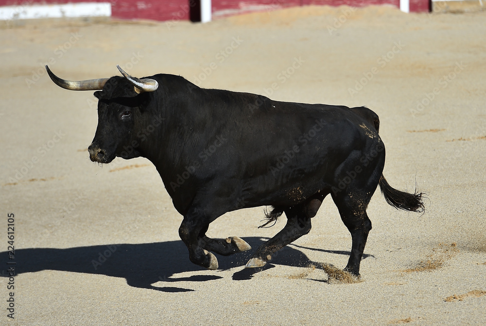 bull in spain running in bullring bull in spain running in bullring