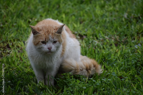 Rostros gatunos - Gatos en el parque photo