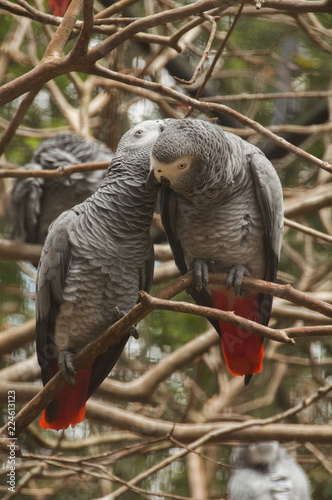 Parrots at Parque Das Aves, Brazil photo