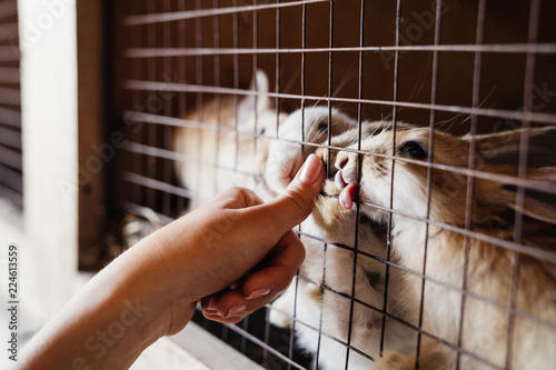 rabbits in a cage lick a finger