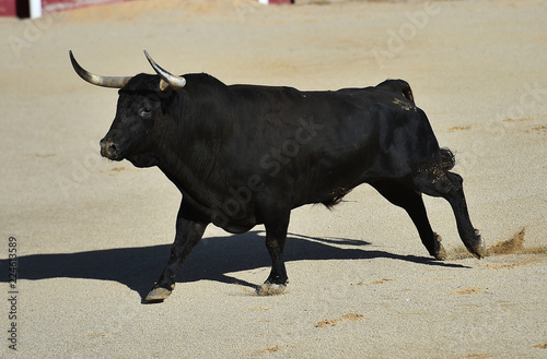 bull in spain running in bullring