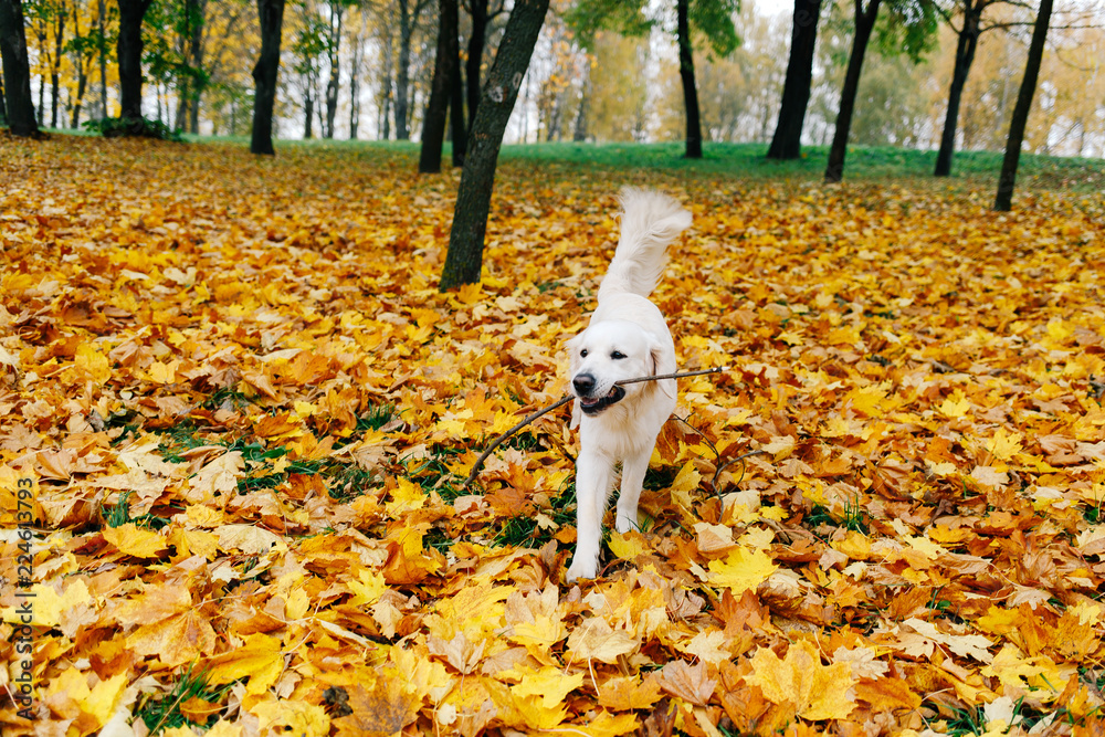 Labrador walks in the park in the fall. The dog plays in the leaves Labrador walks in the park in the fall. The dog plays in the leaves