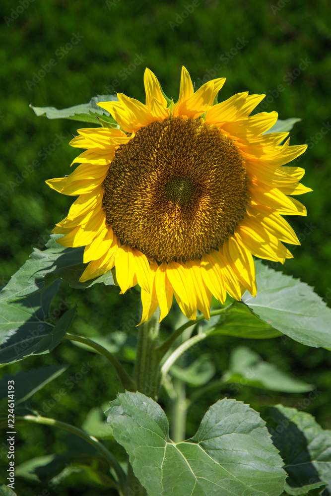 Fototapeta premium Tournesol