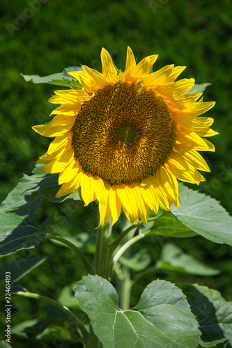 Fototapeta Naklejka Na Ścianę i Meble -  Tournesol