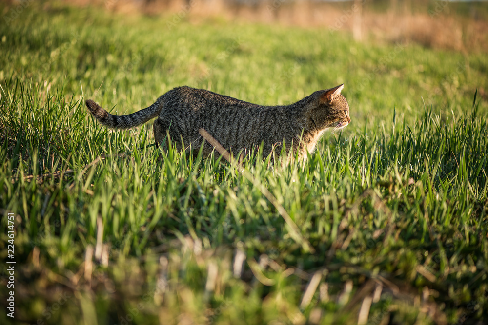 Obraz premium cat walking on a green grass
