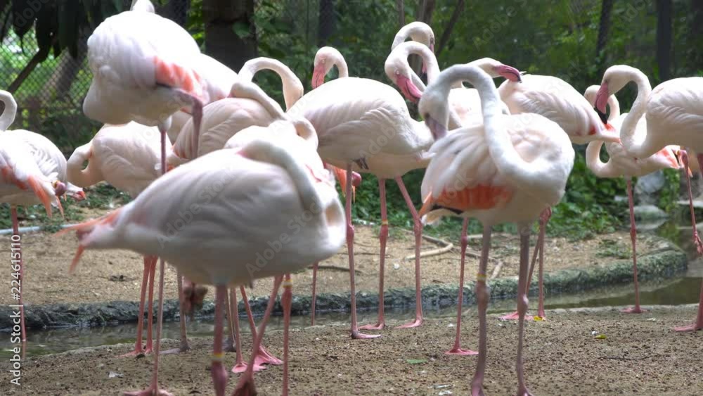 Group of pink flamingos Group of pink flamingos
