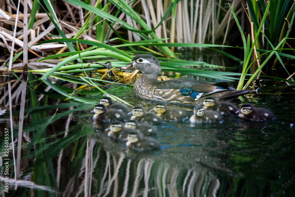 Ducklings learning to swim Ducklings learning to swim